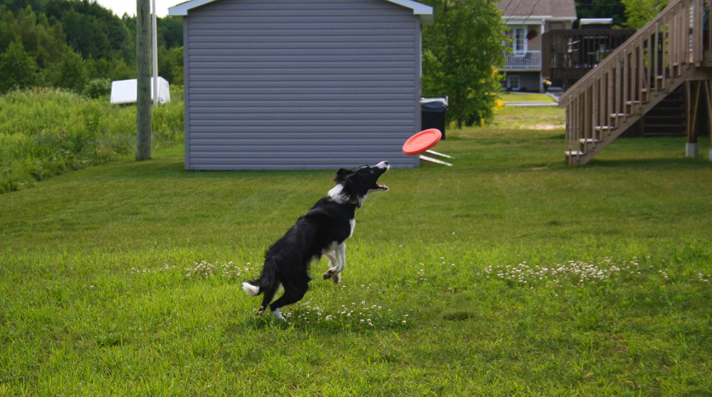 Laïka sur le point d'attraper son frisbee